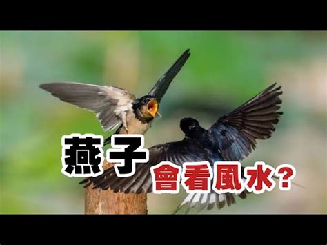 燕子攻擊人|燕子築巢專挑風水寶地？真相曝光：牠們考量是「這個」